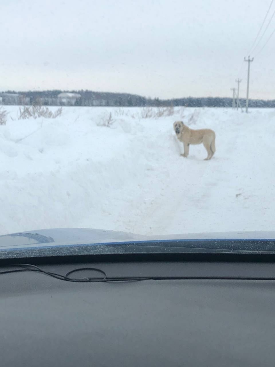 Пропала собака в Домодедове — фото объявления