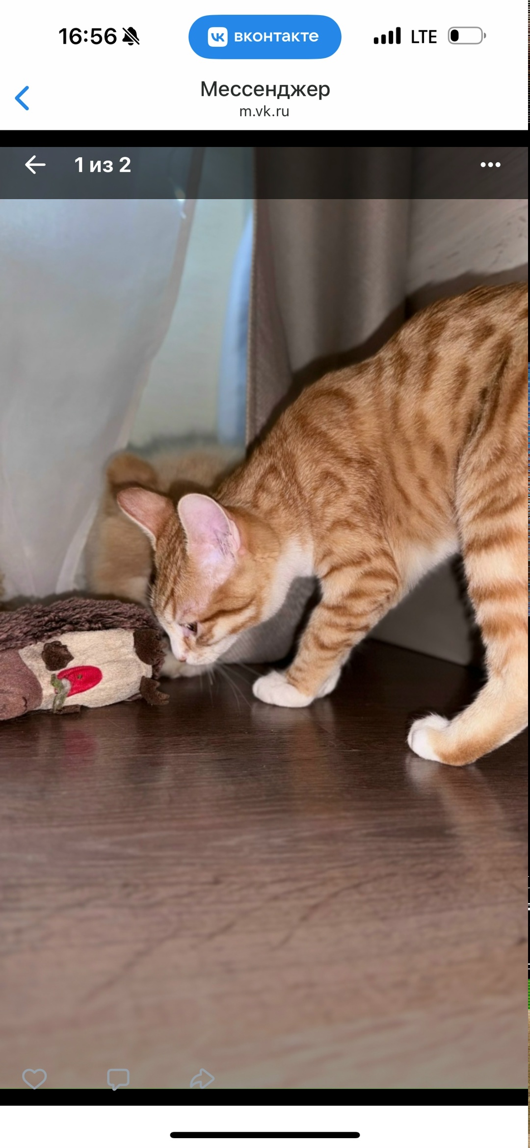 Найдена кошка в Домодедове — фото объявления