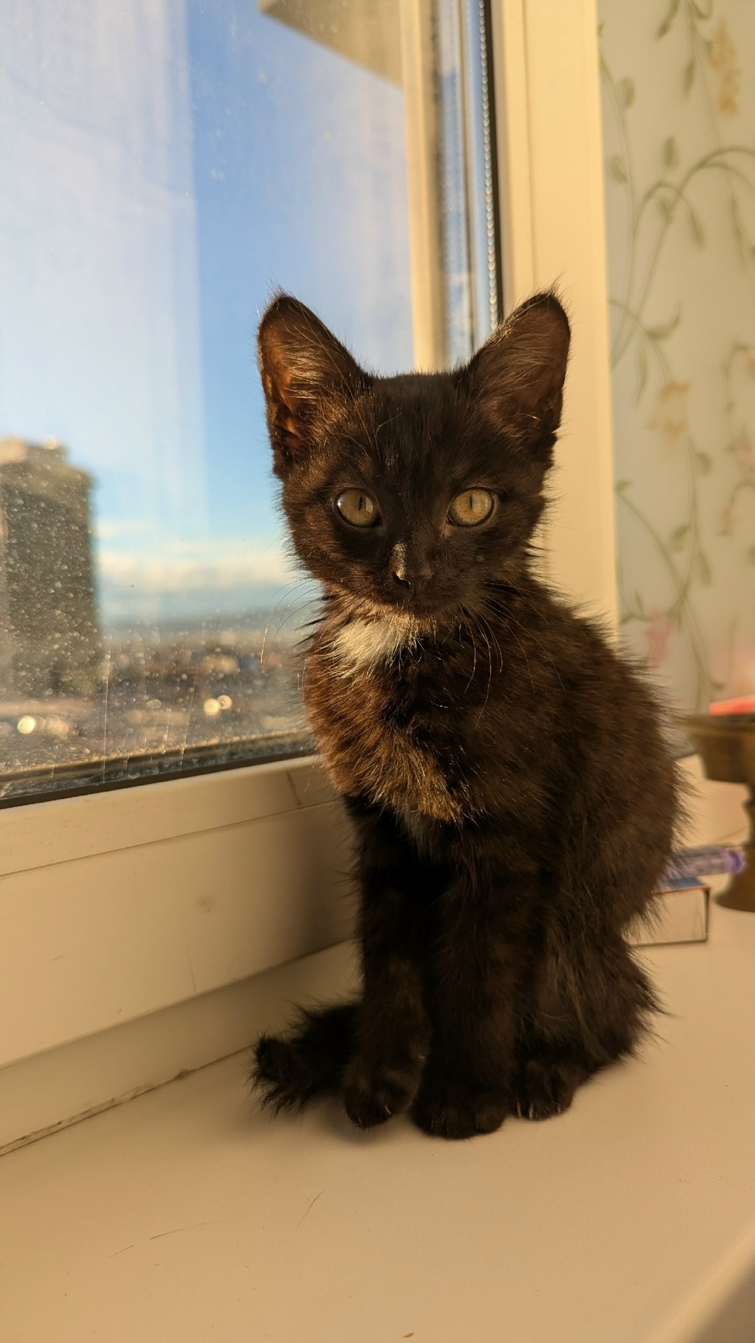 Найдена кошка в Домодедове — фото объявления