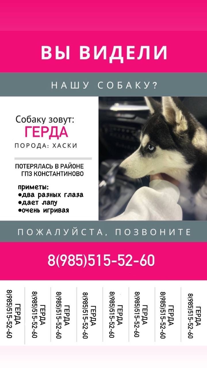 Пропала собака в Домодедове — фото объявления