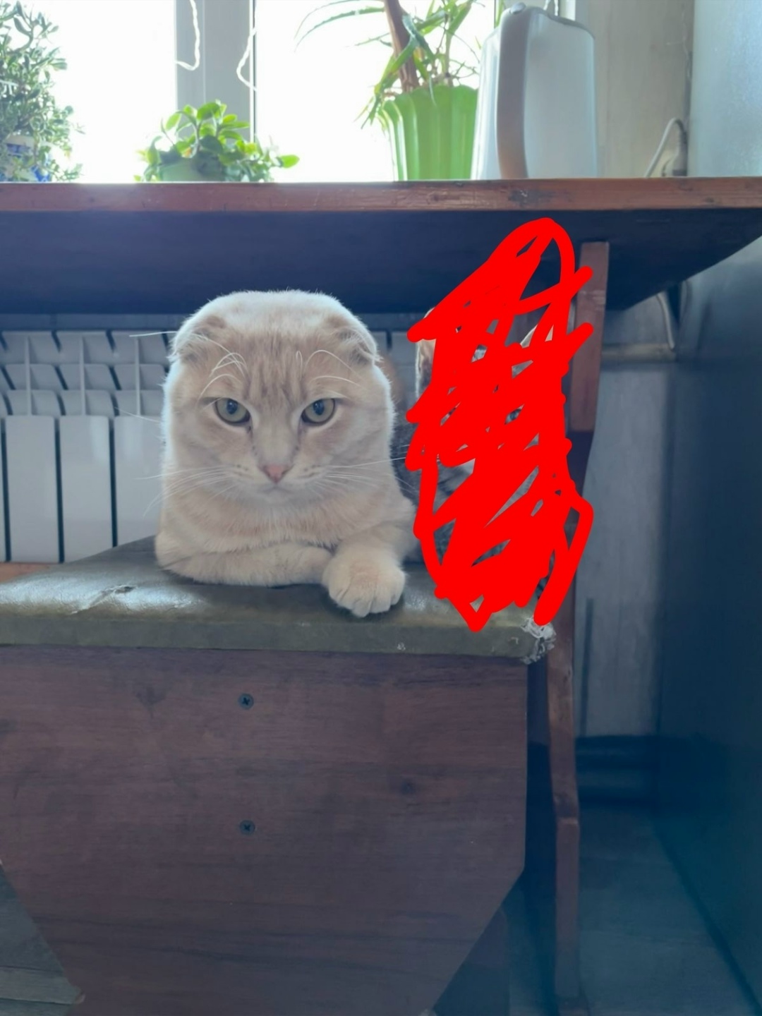 Пропала кошка в Домодедове — фото объявления