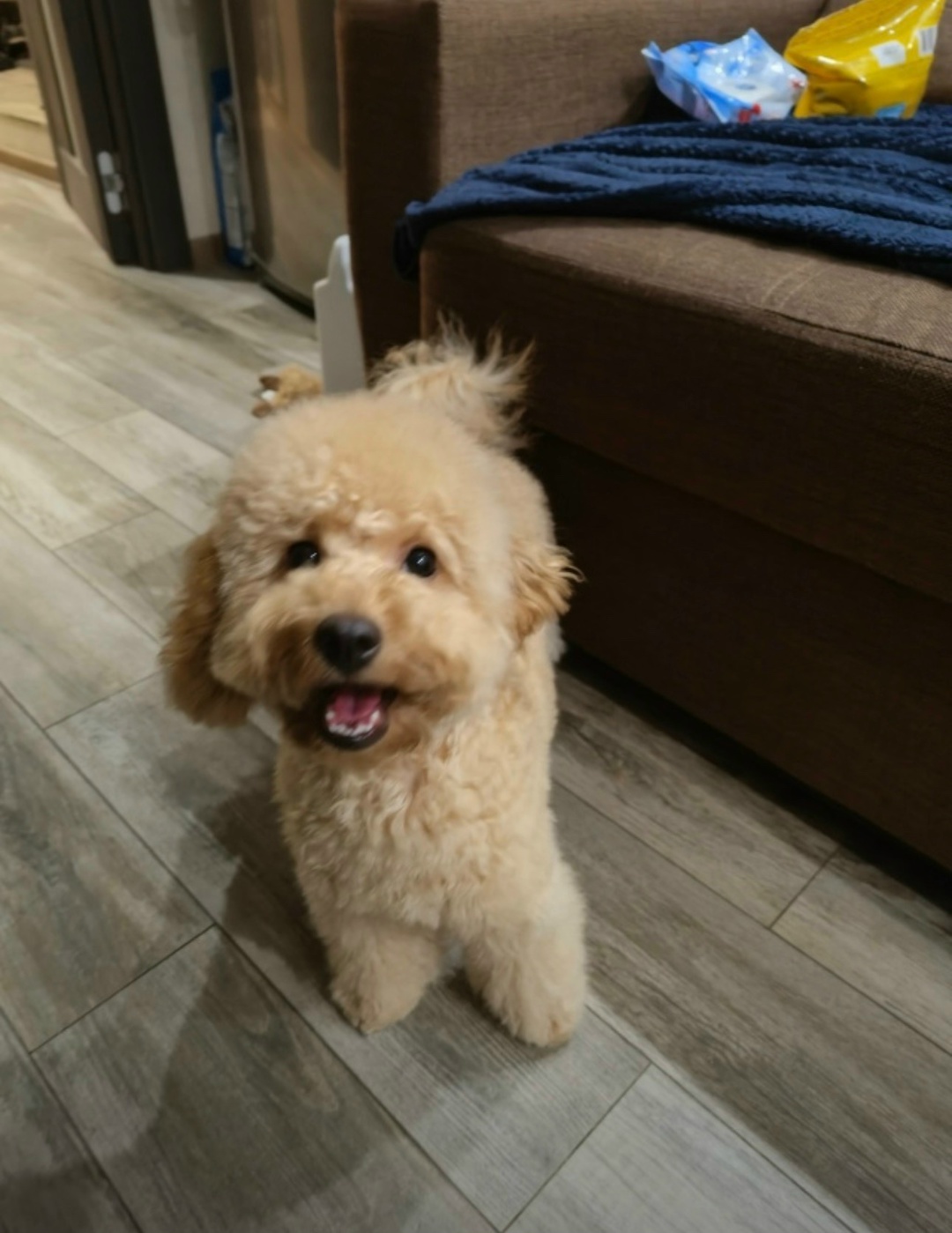 Пропала собака в Домодедове — фото объявления