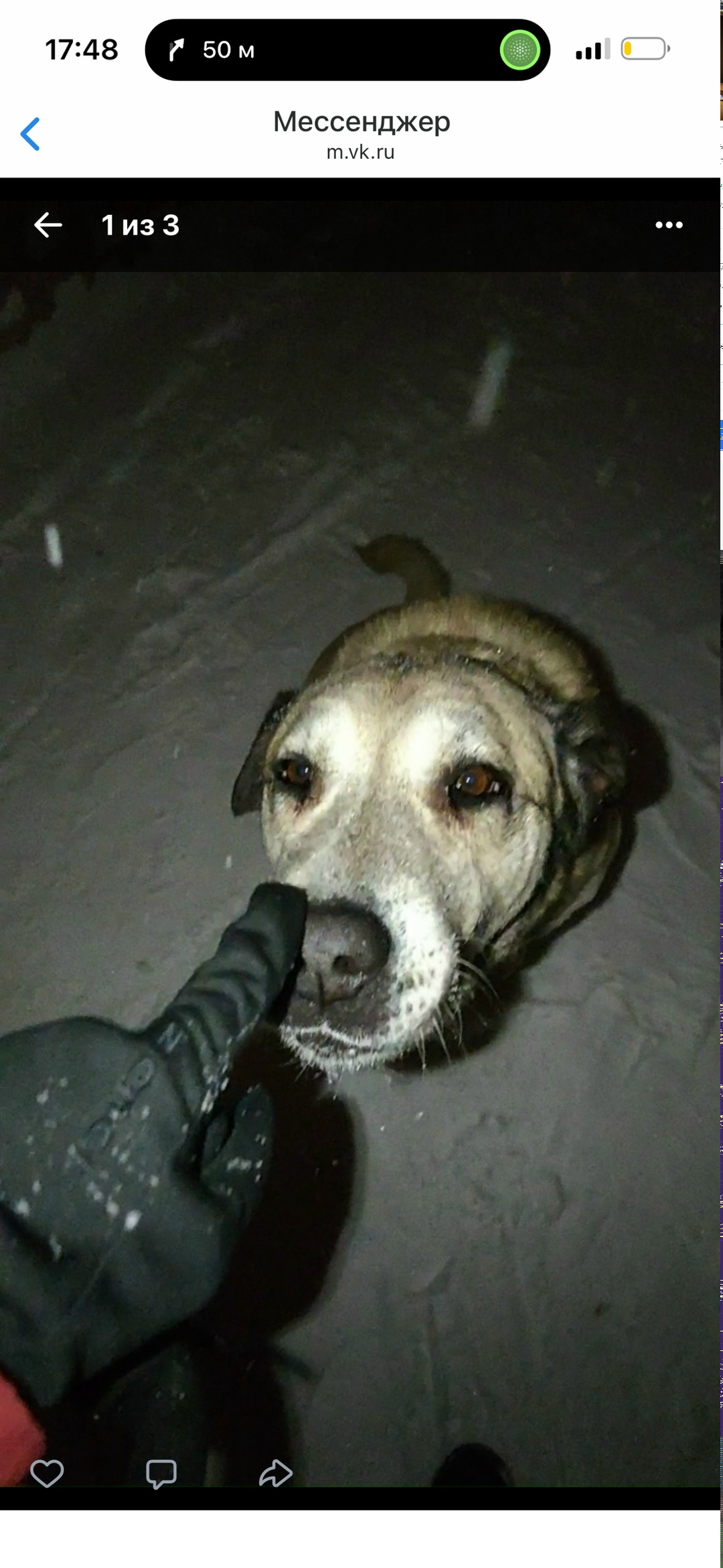 Пропала собака в Домодедове — фото объявления