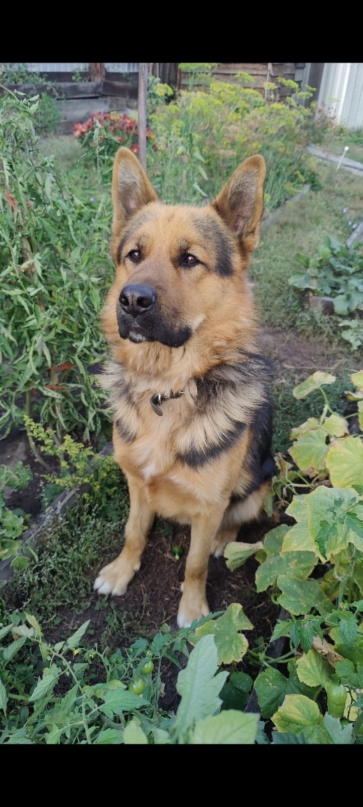 Пропала собака в Домодедове — фото объявления