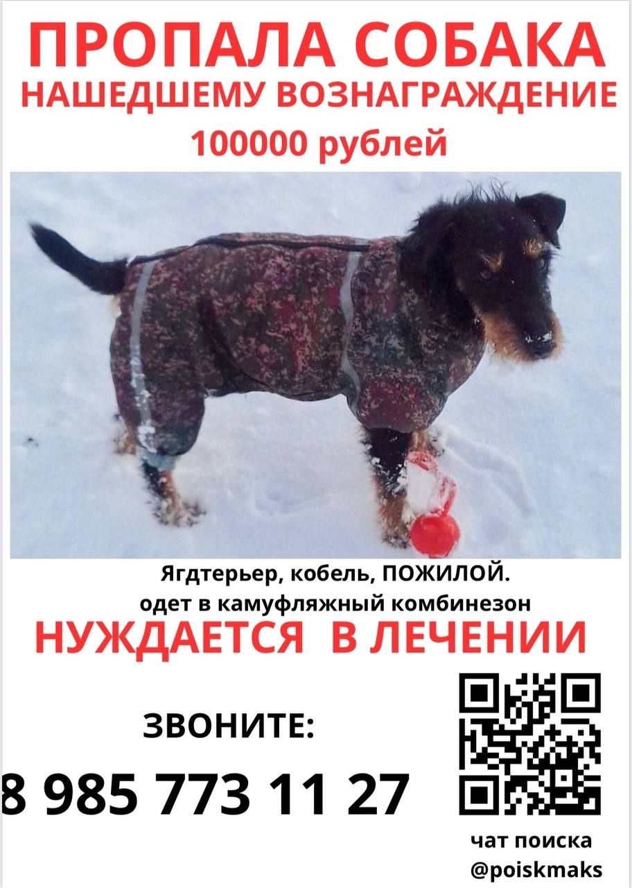 Найдена собака в Домодедове — фото объявления