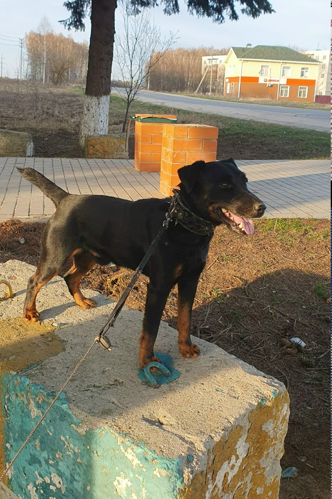 Пропала собака в Домодедове — фото объявления