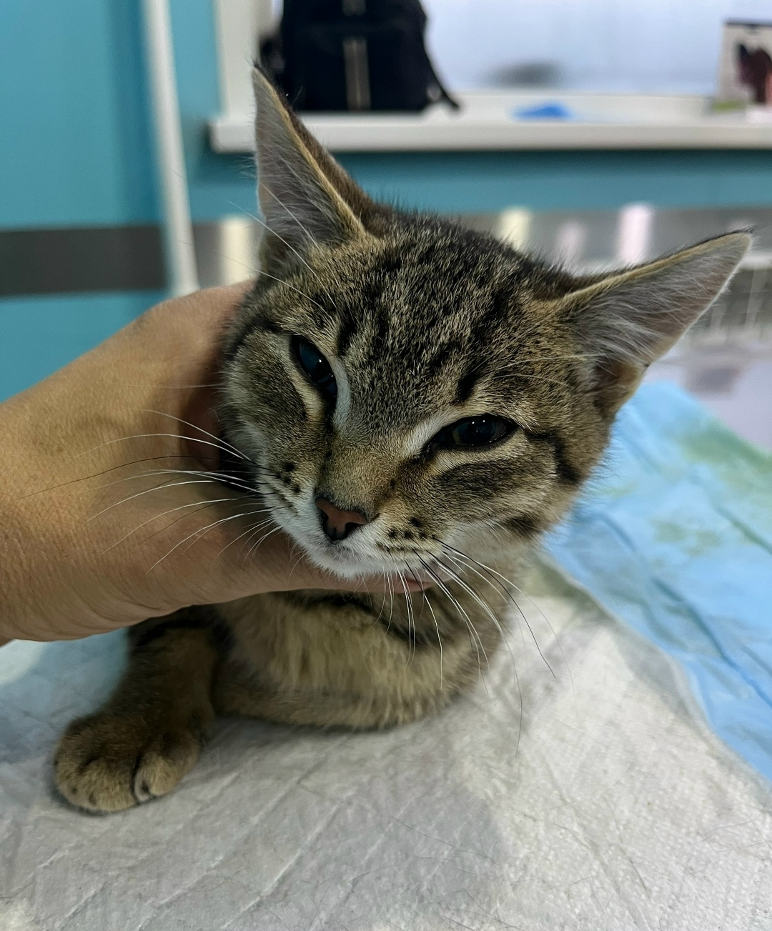 Найдена собака в Домодедове — фото объявления