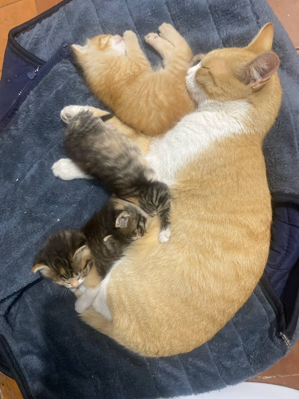 Найдена кошка в Домодедове — фото объявления