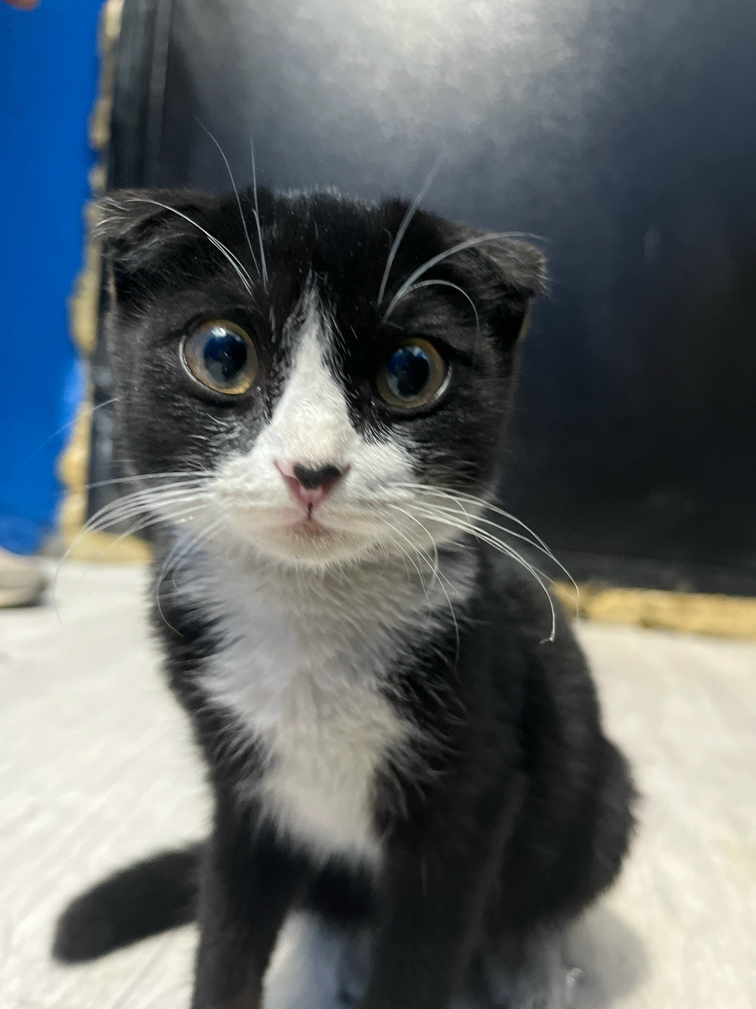 Найдена кошка в Домодедове — фото объявления