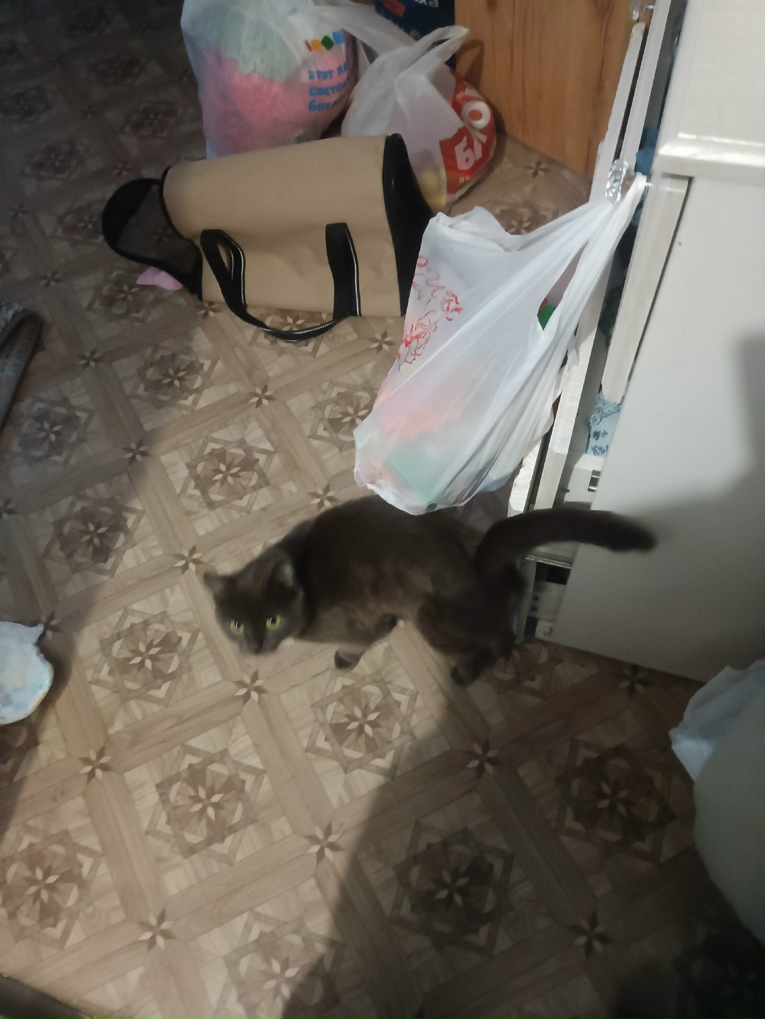 Пропала кошка в Домодедове — фото объявления