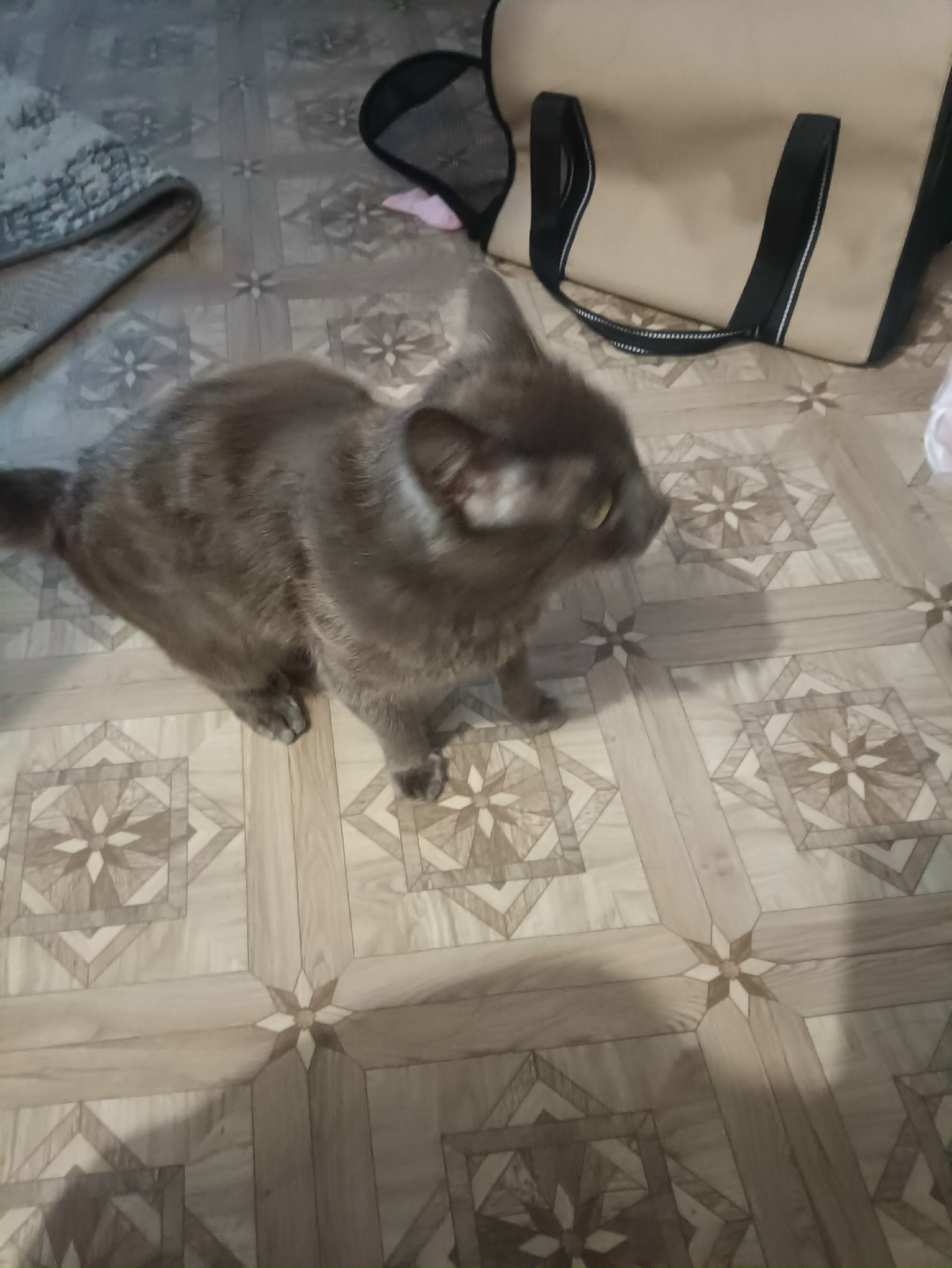 Пропала кошка в Домодедове — фото объявления