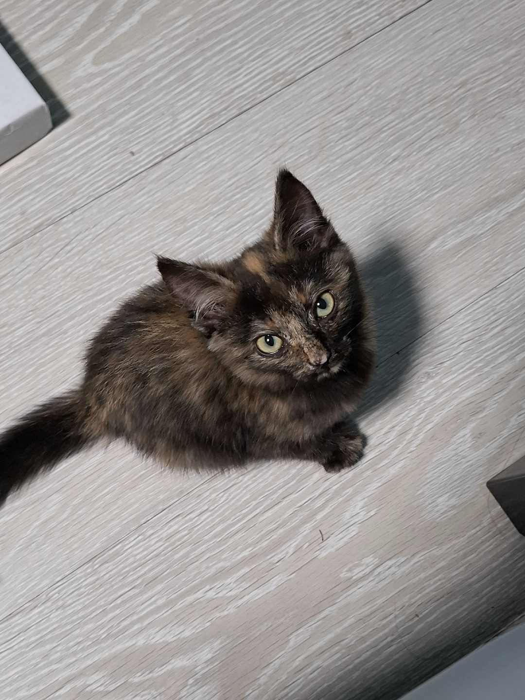 Пропала собака в Домодедове — фото объявления