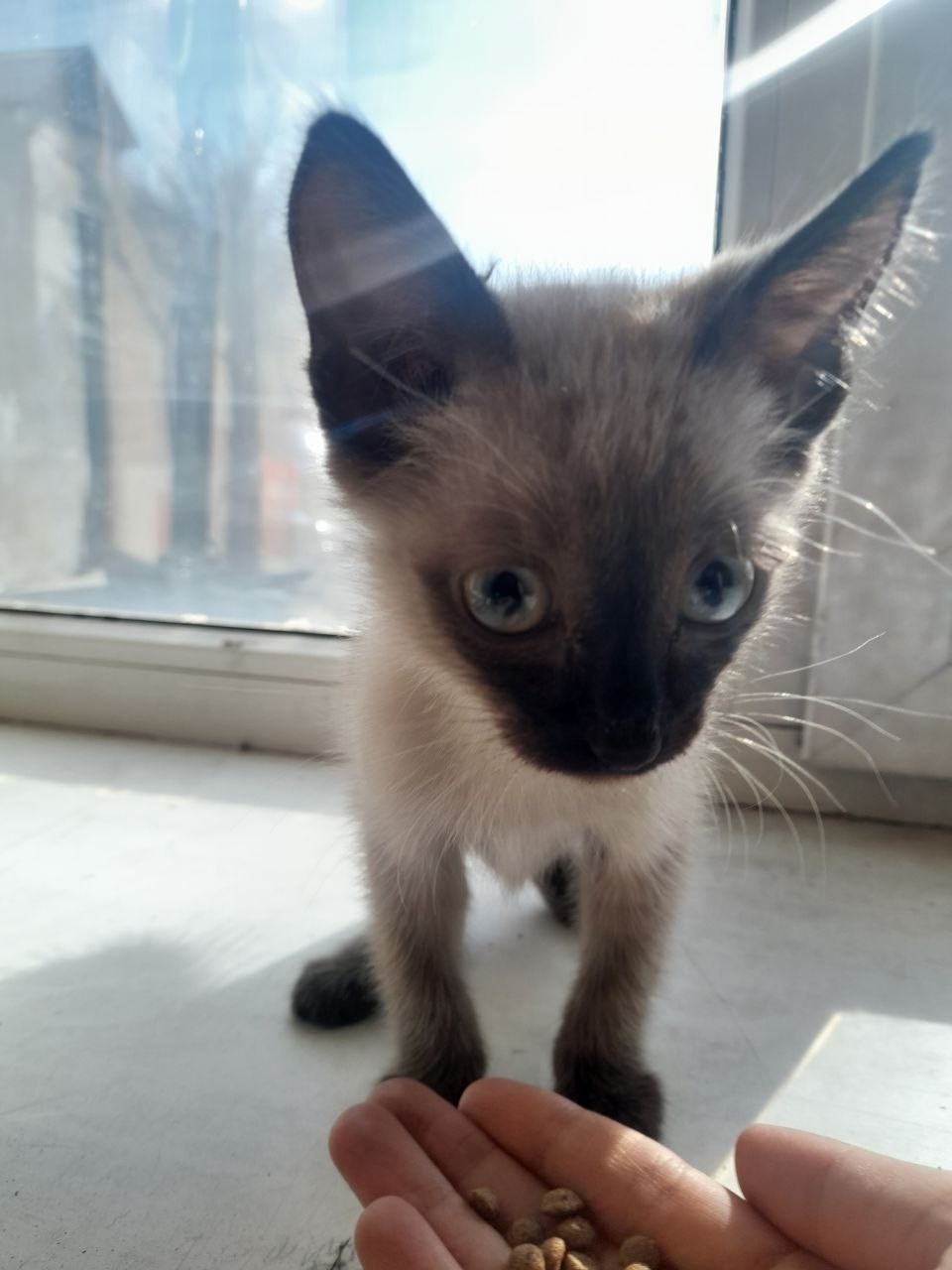 Найдена кошка в Домодедове — фото объявления