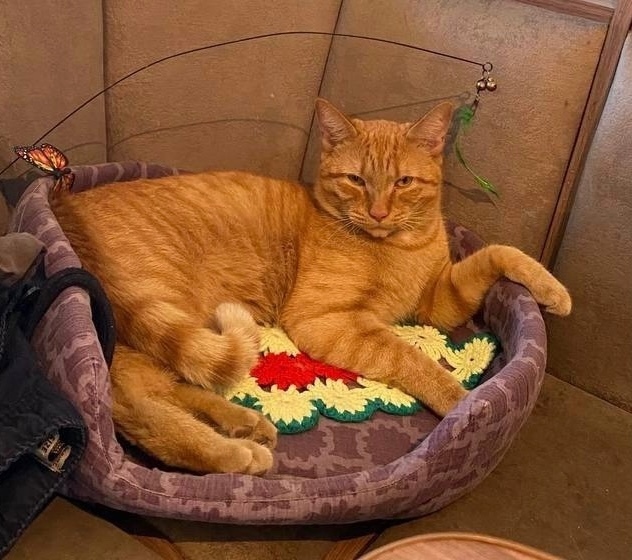 Пропала кошка в Домодедове — фото объявления