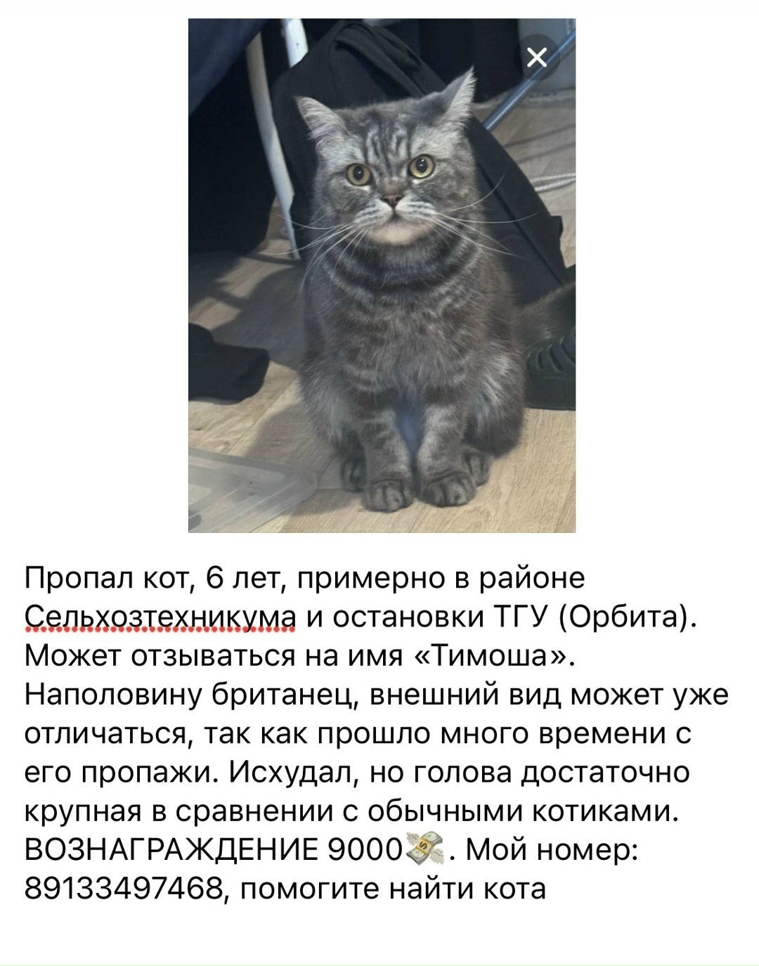 Пропала кошка в Домодедове — фото объявления