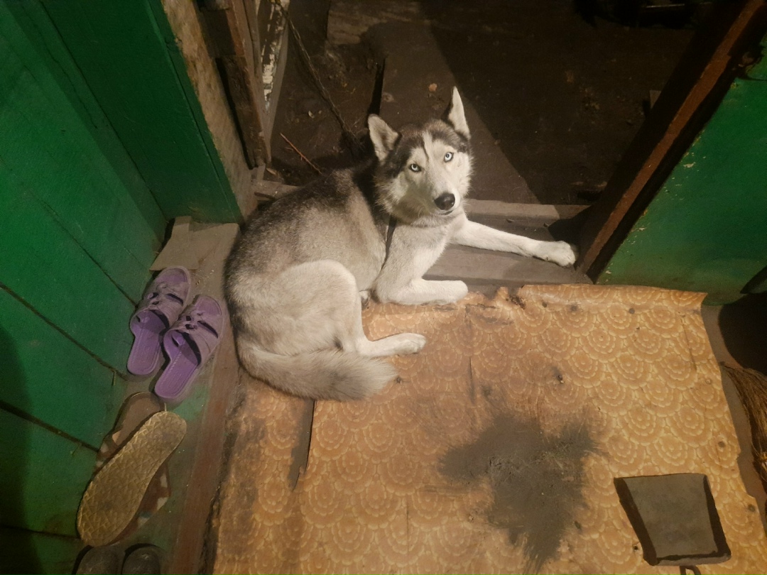 Пропала собака в Домодедове — фото объявления