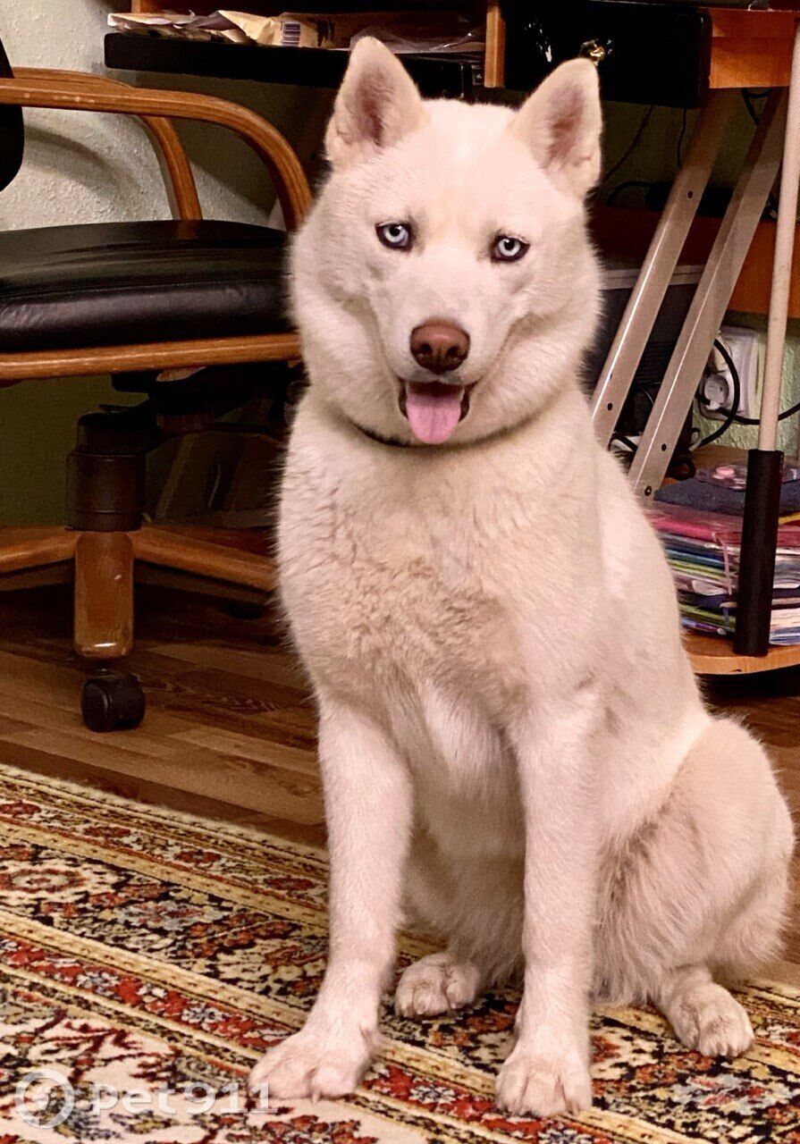 Пропала собака в Магадане — фото объявления