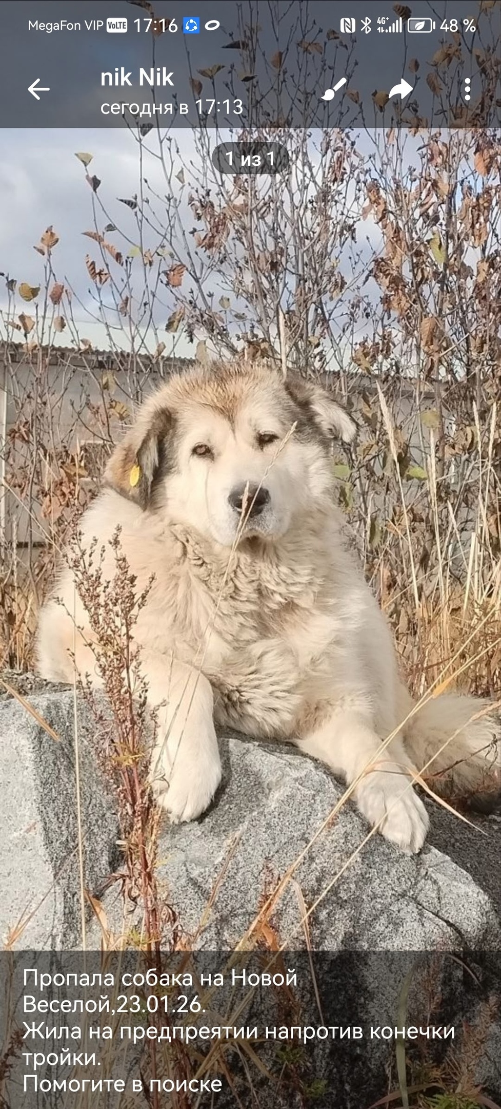 Пропала собака в Магадане — фото объявления