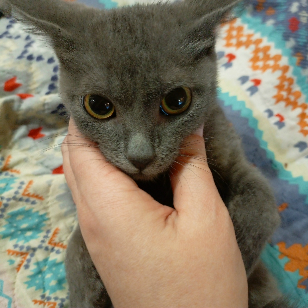 Найдена собака в Магадане — фото объявления