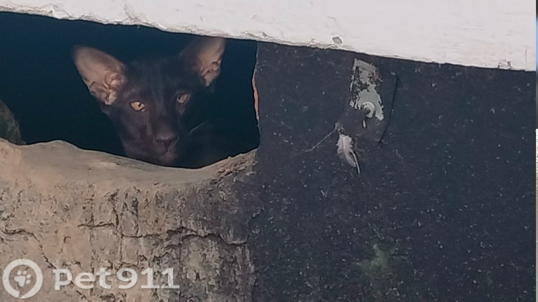 Найдена кошка в Магадане — фото объявления