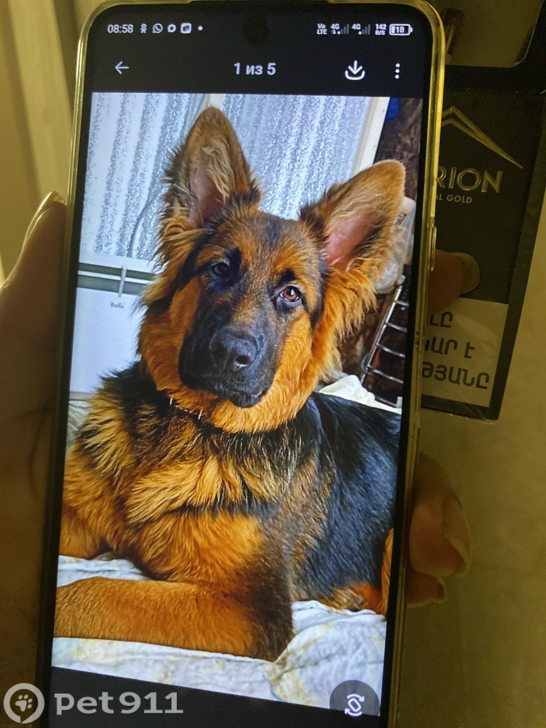 Пропала собака в Магадане — фото объявления