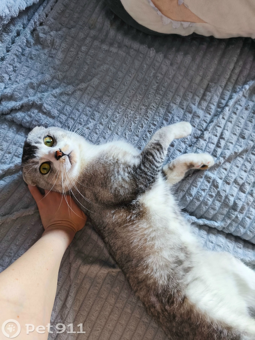 Найдена кошка в Магадане — фото объявления