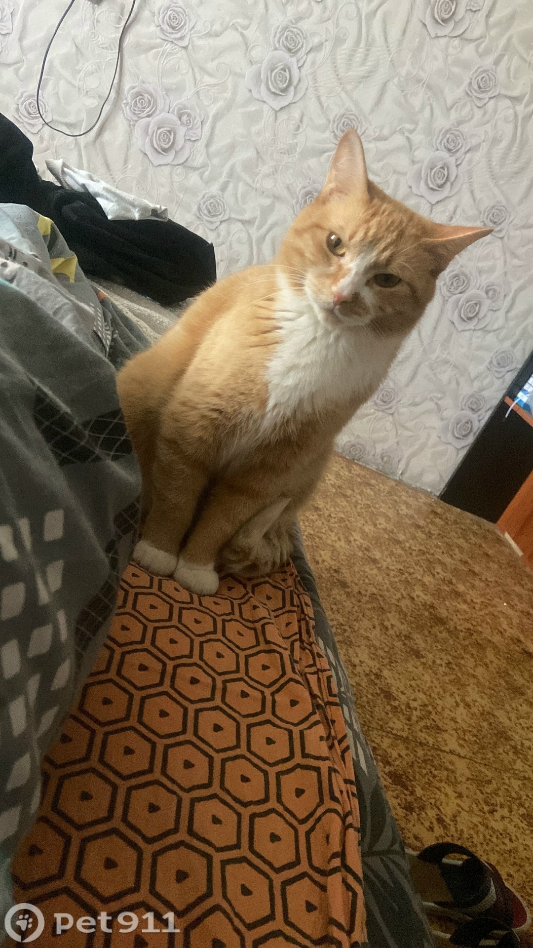 Пропала кошка в Магадане — фото объявления