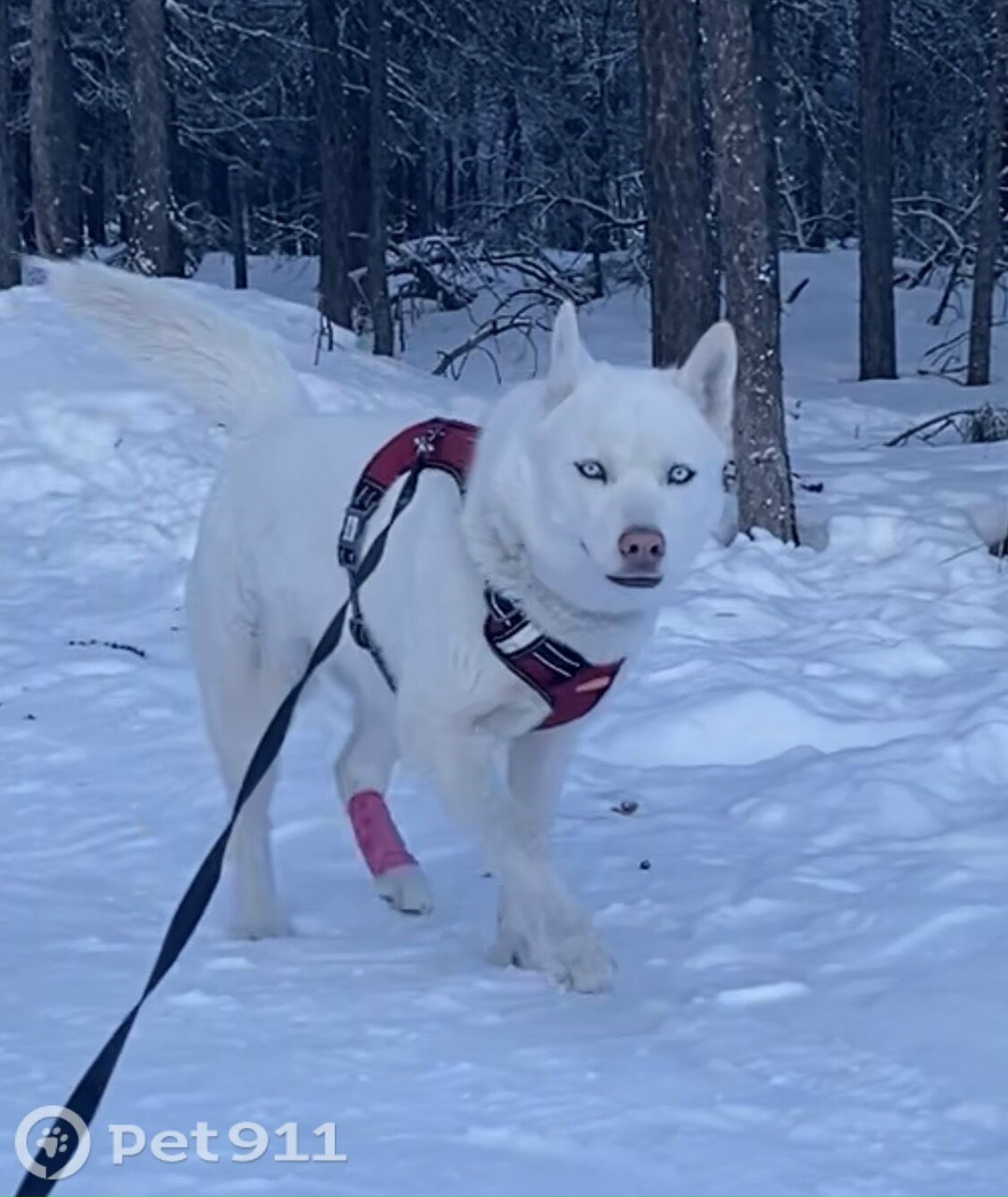 Пропала собака в Магадане — фото объявления