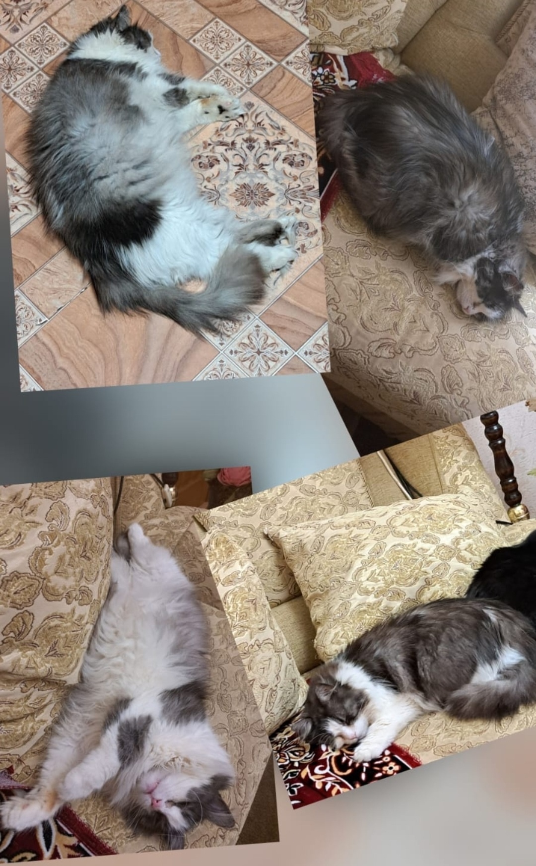 Пропала кошка в Майкопе — фото объявления