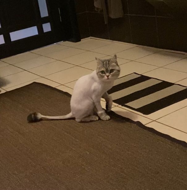 Найдена кошка в Майкопе — фото объявления