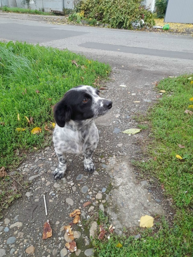Пропала собака в Майкопе — фото объявления