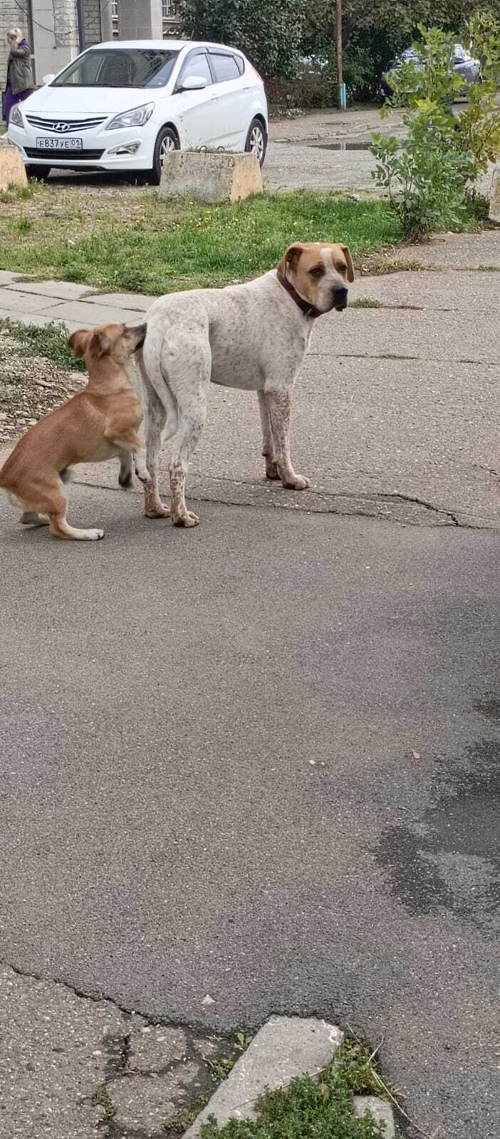 Пропала собака в Майкопе — фото объявления