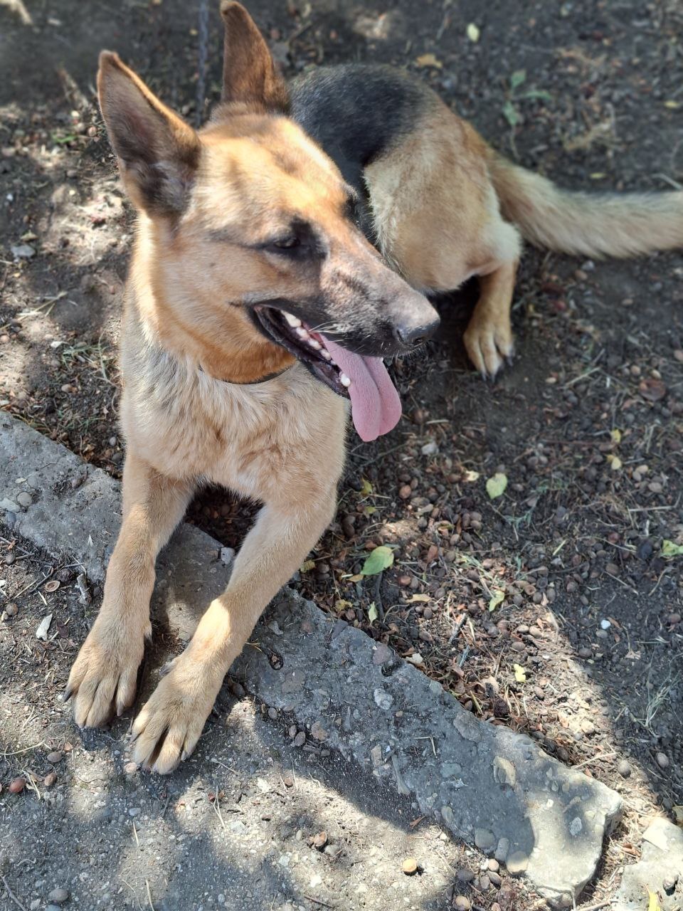 Пропала собака в Майкопе — фото объявления