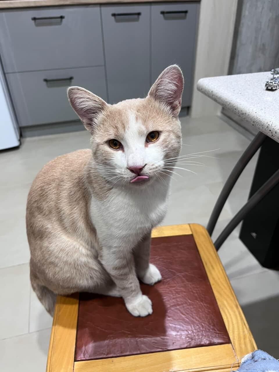 Пропала кошка в Майкопе — фото объявления