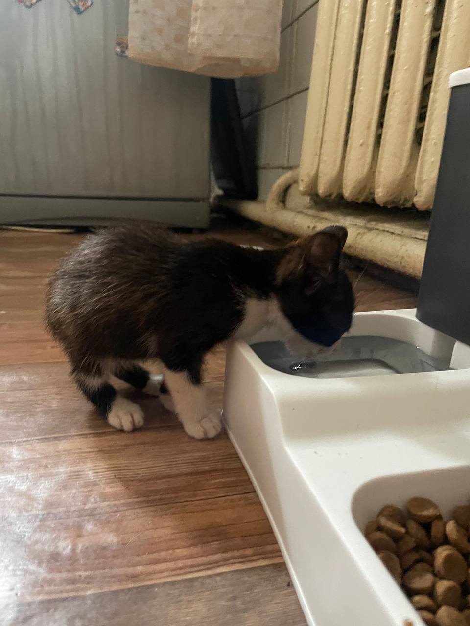 Пропала кошка в Майкопе — фото объявления