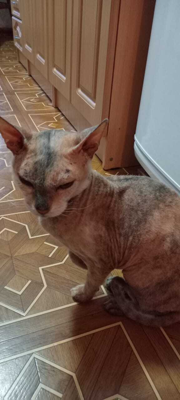 Найдена кошка в Майкопе — фото объявления