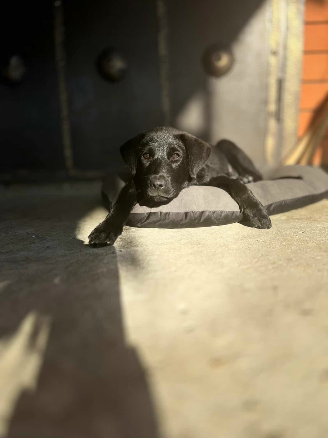 Пропала собака в Майкопе — фото объявления