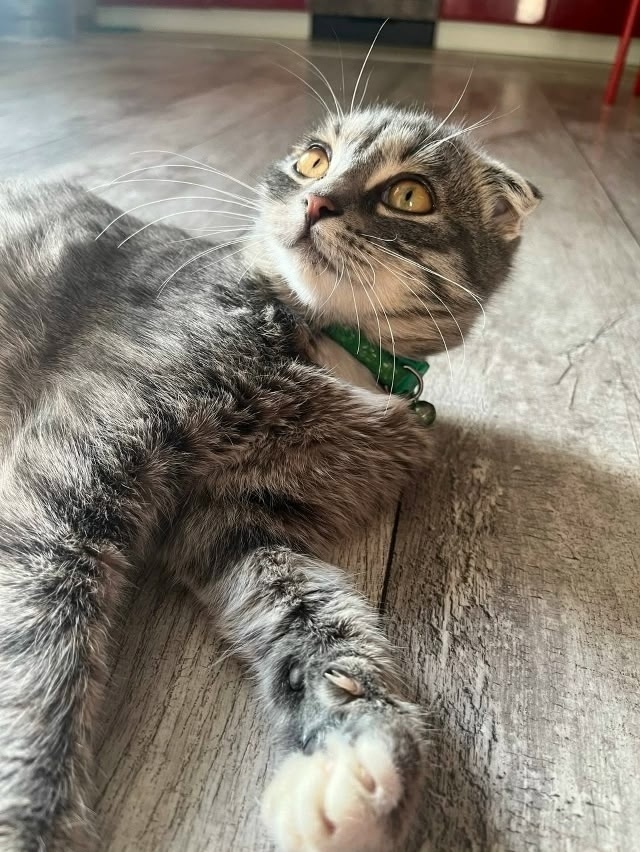 Найдена кошка в Майкопе — фото объявления