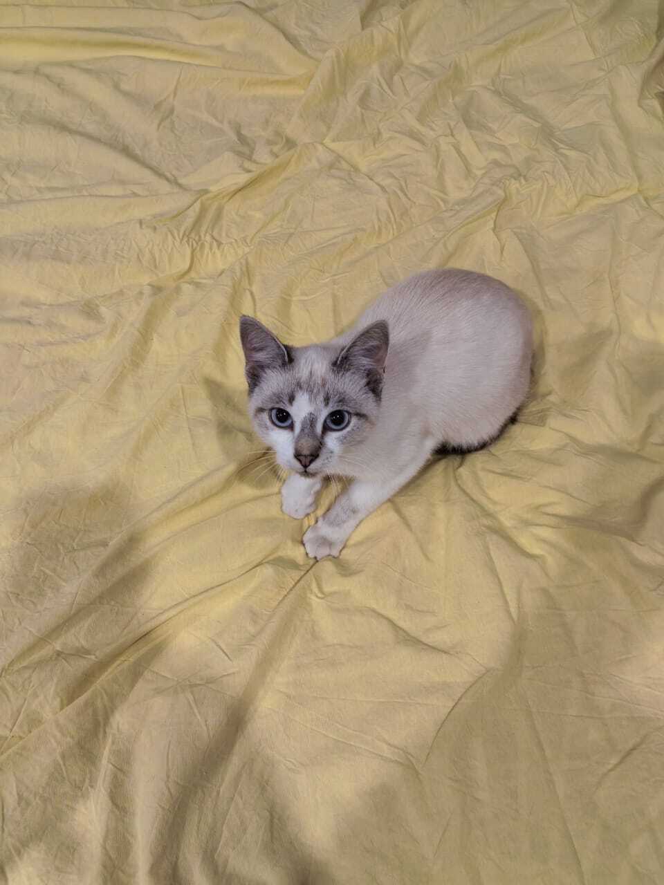 Найдена кошка в Майкопе — фото объявления