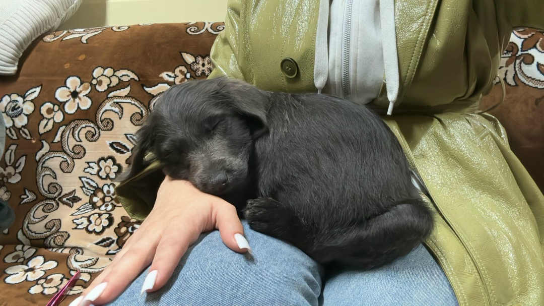 Пропала собака в Майкопе — фото объявления