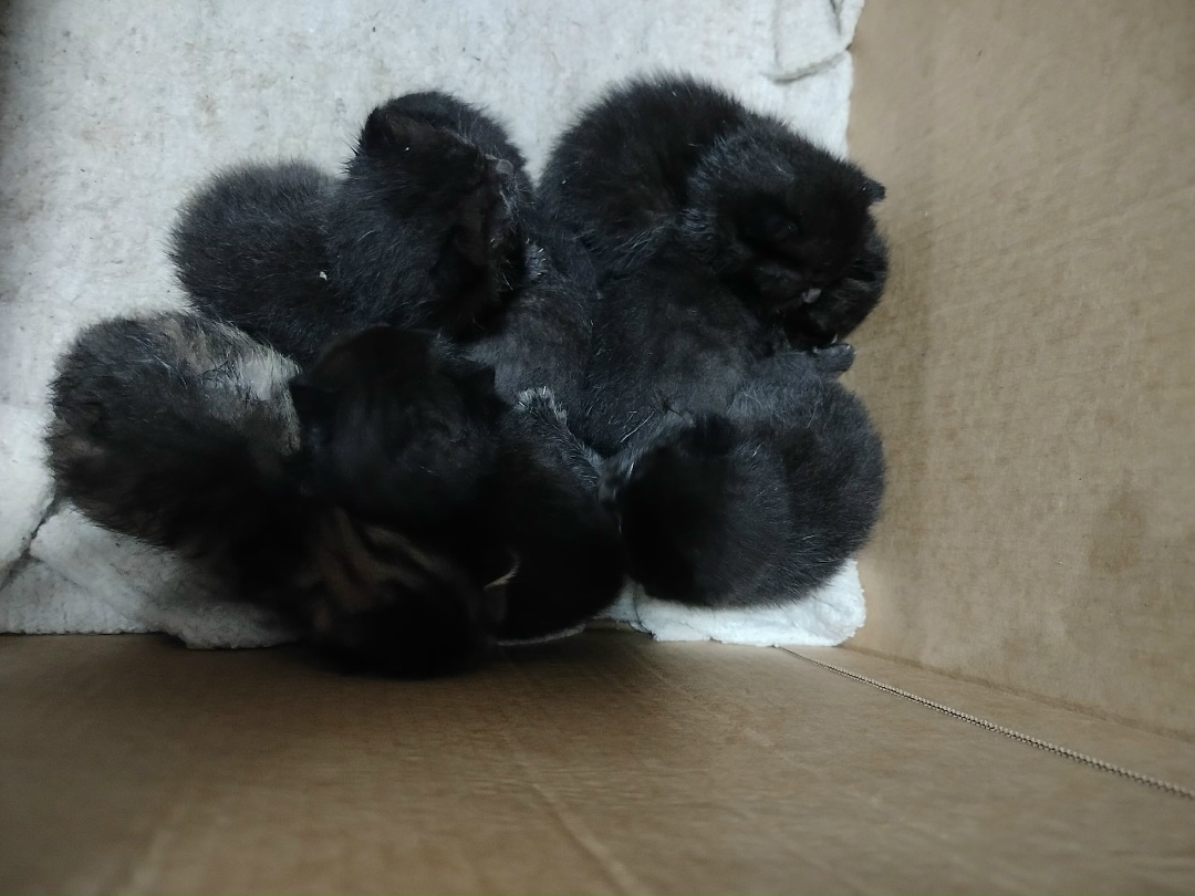 Пропала кошка в Майкопе — фото объявления