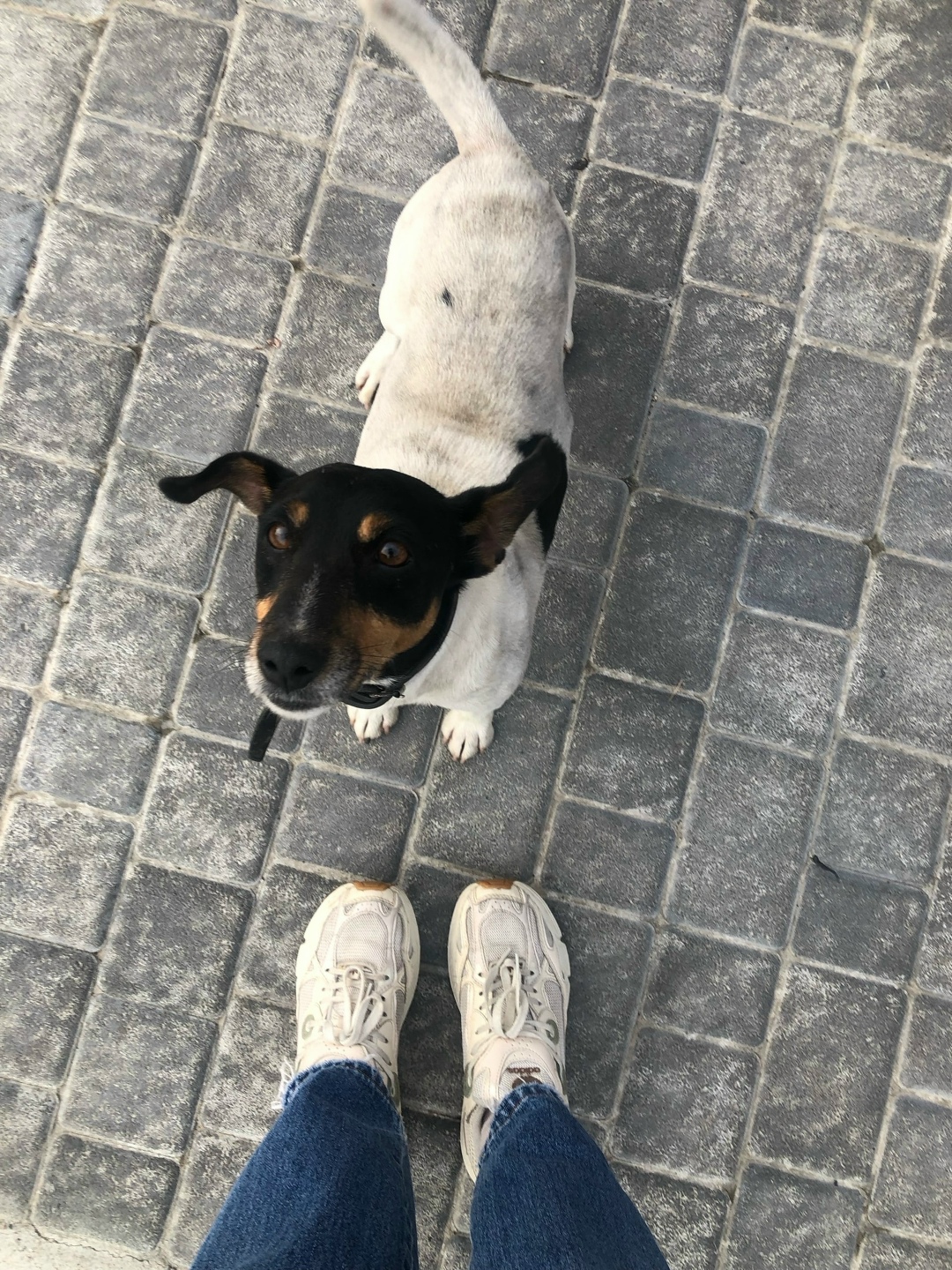 Пропала собака в Майкопе — фото объявления