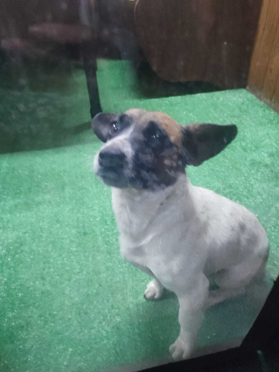 Найдена собака в Майкопе — фото объявления