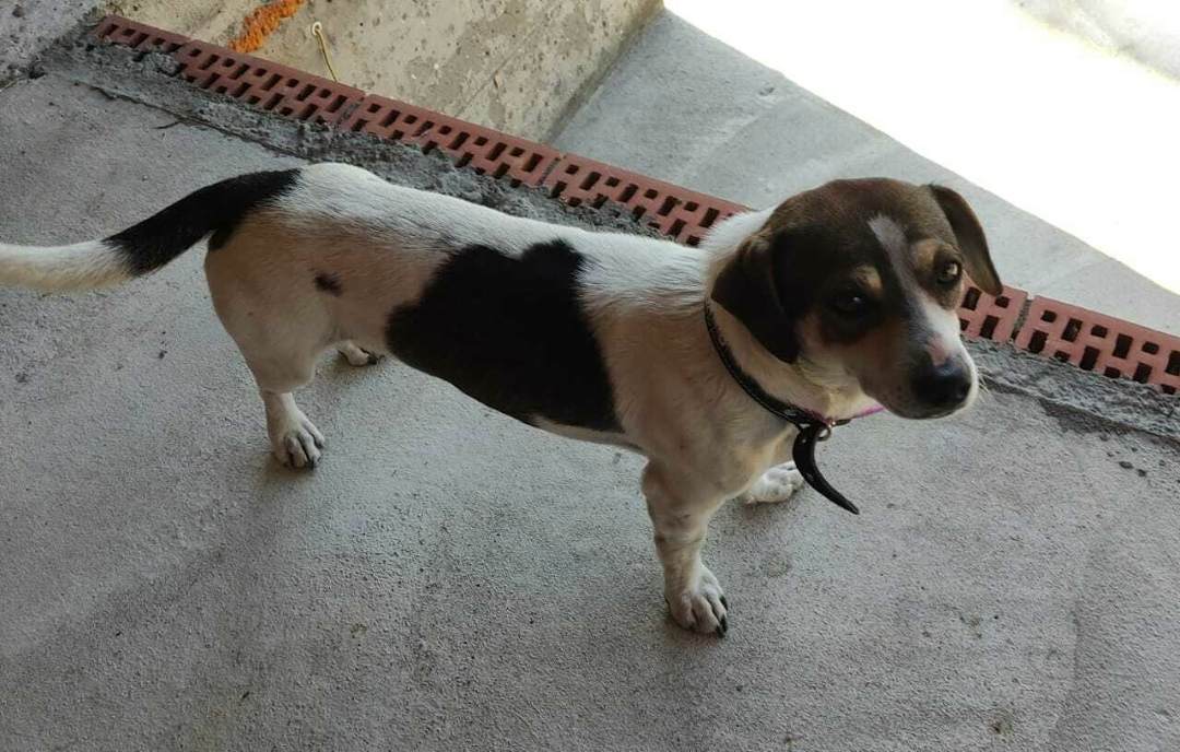 Найдена собака в Майкопе — фото объявления