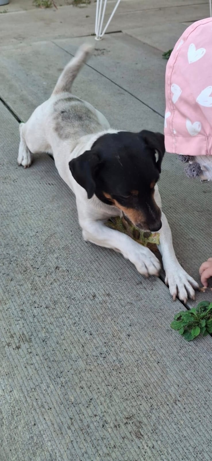 Пропала собака в Майкопе — фото объявления