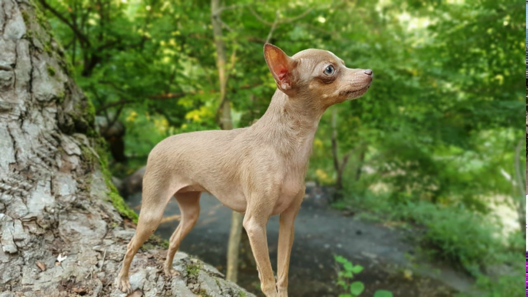 Пропала собака в Майкопе — фото объявления