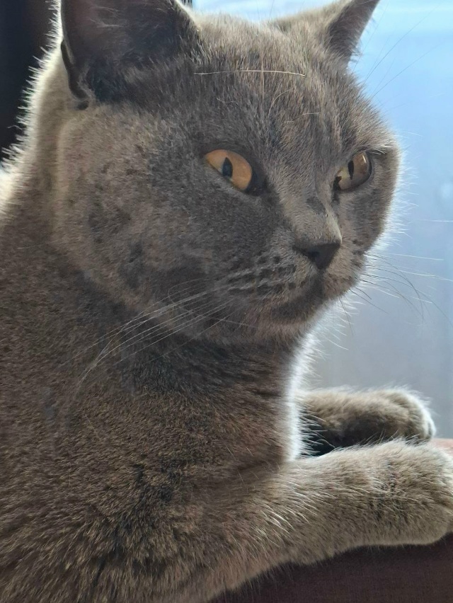 Найдена кошка в Майкопе — фото объявления