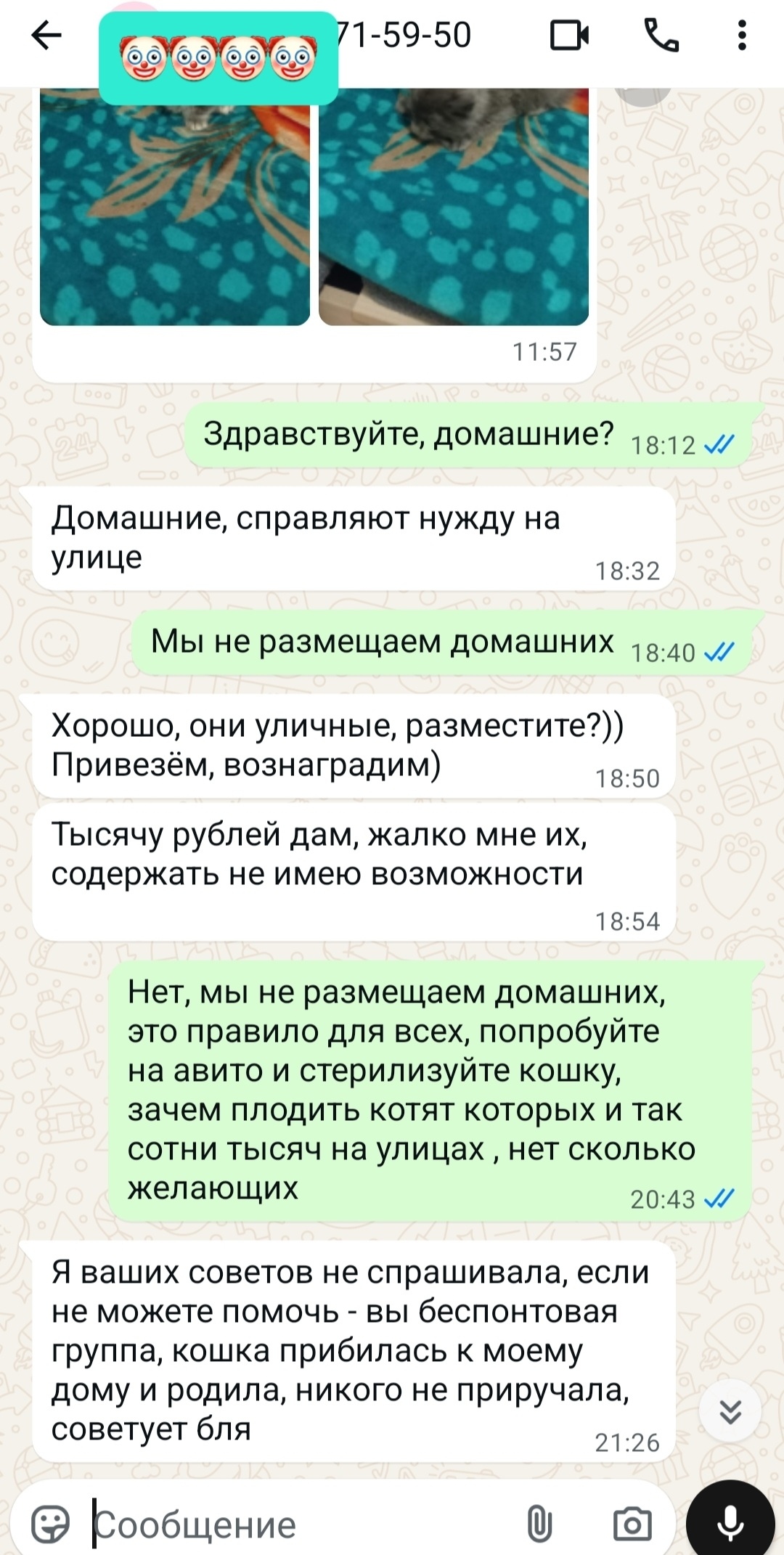 Найдена кошка в Майкопе — фото объявления