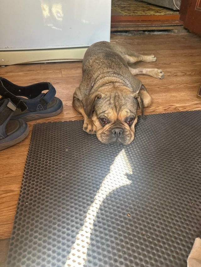 Пропала собака в Майкопе — фото объявления