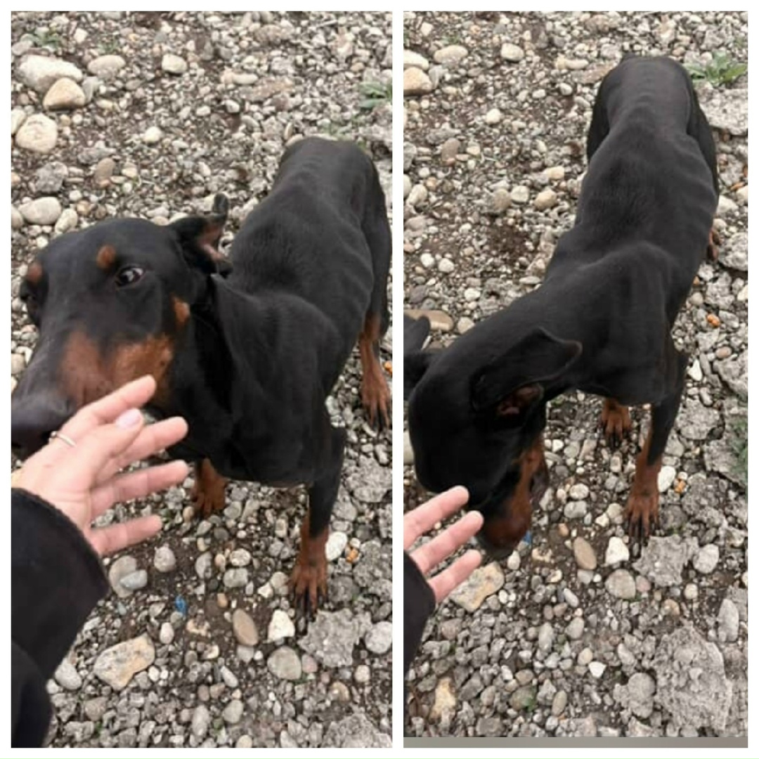 Пропала собака в Майкопе — фото объявления